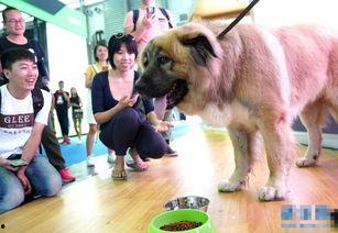 亚洲苍狼犬视频