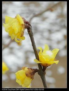 日韩无砖专区梅花视频,浪漫邂逅，异域风情