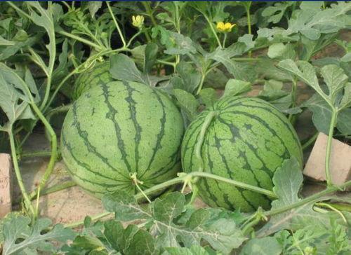 韩城吃瓜事件网红